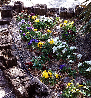 Flowers March 25, 2014